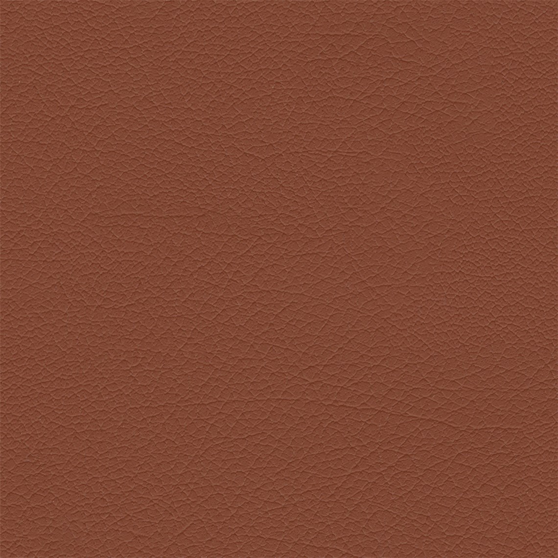 Clydesdale_Cinnamon