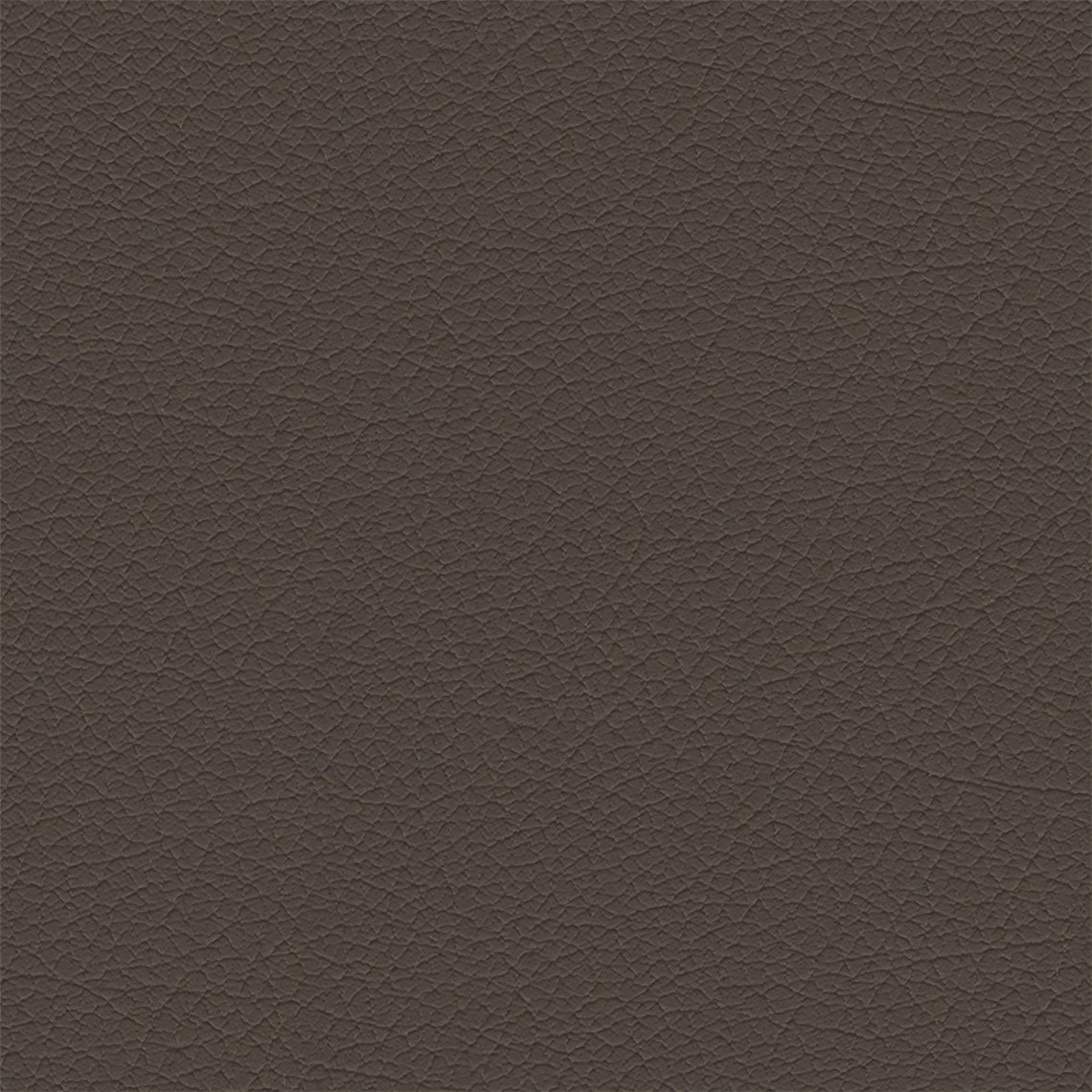 Clydesdale_Cocoa
