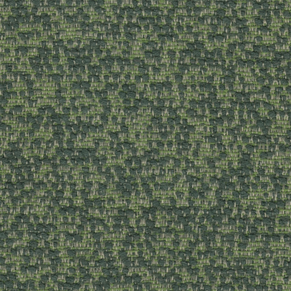 Cosmos_Eucalyptus