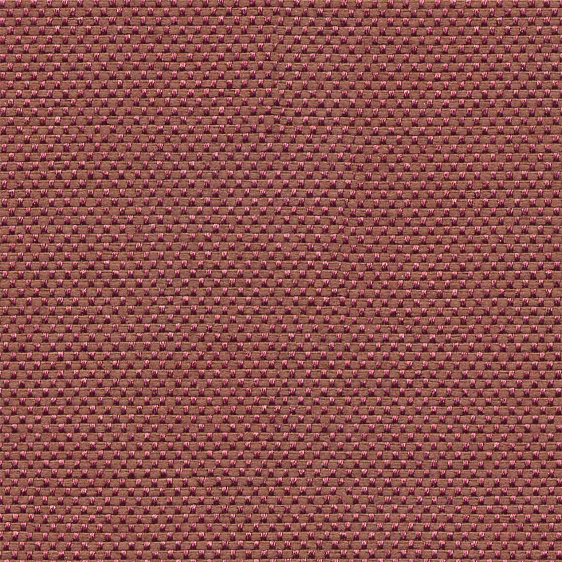 First_Class_Plum