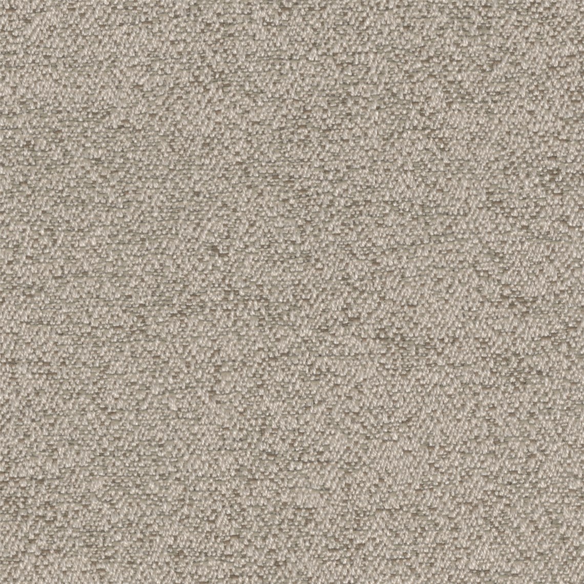 Reef_Sand_Dollar