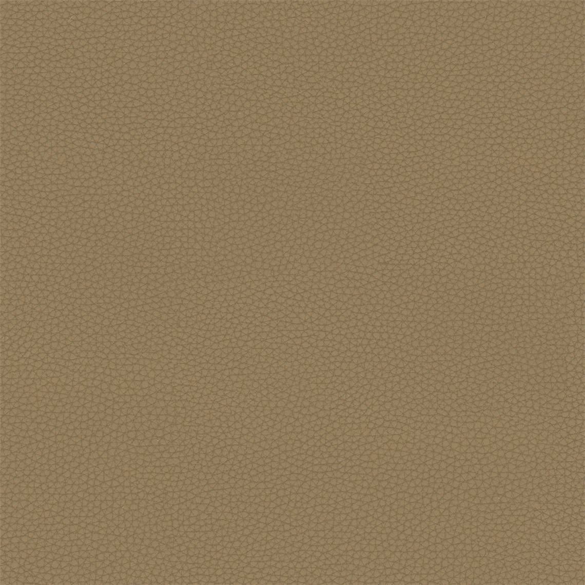 Telfair_Elm