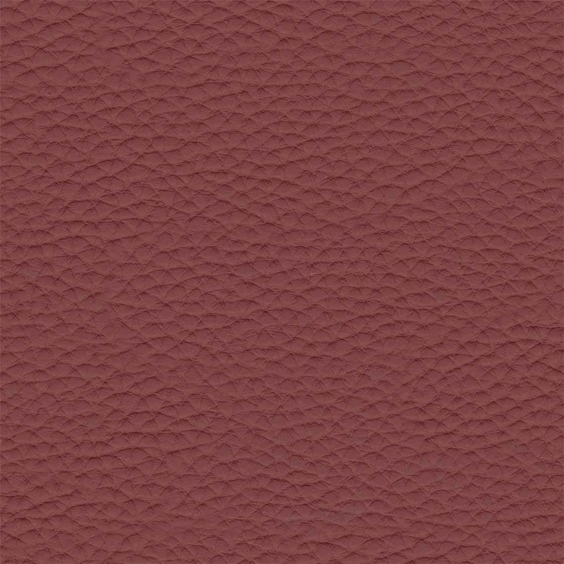 Thoroughbred_Claret