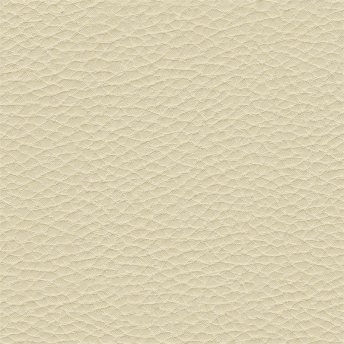 Thoroughbred_Ivory