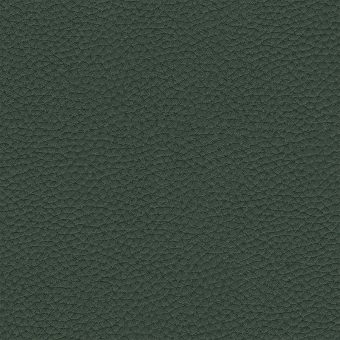Thoroughbred_Juniper