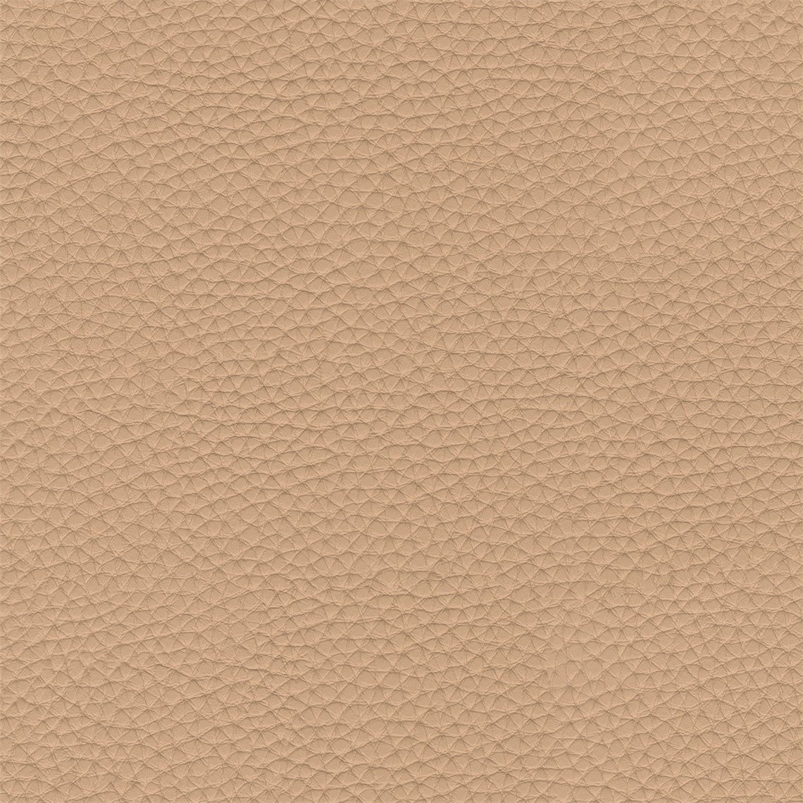 Thoroughbred_Petal