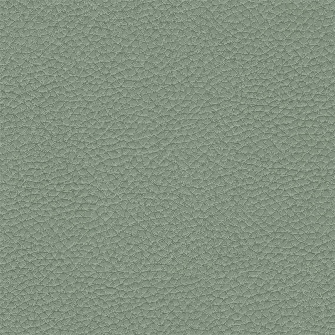 Thoroughbred_Sage